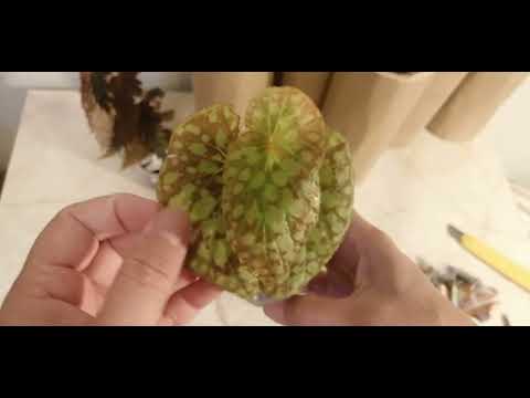 Видео: Посылочка 📦из Воронежа 🔥🌸