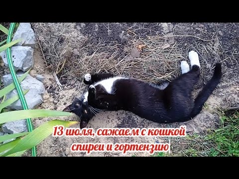 Видео: Сажаем с кошкой новые кустарники в саду