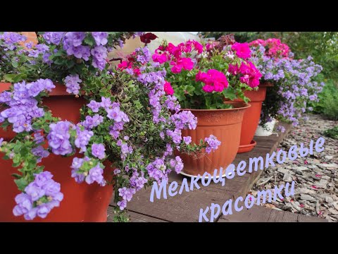 Видео: Мелкоцветковые, красивоцветущие, вегетативные Бакопы, Немезия, семенные Лобелии. Сезон 2023.