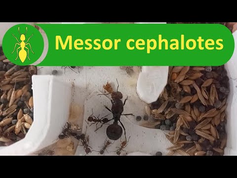 Видео: Муравьиная колония Messor cephalotes, муравьи-сборщики зерна