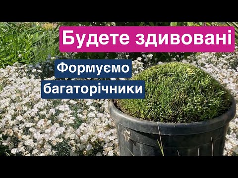 Видео: Формуйте так ! Буде чудово квітнути та мати доглянутий вигляд !