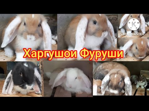 Видео: ФУРУШИ.  Харгушчахои баран.  Фландр.  Калифорнийский.  Харгушпарвари дар Тоҷикистон Душанбе