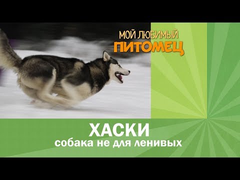 Видео: Хаски. Воспитание, уход, интересные факты.