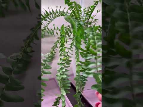 Видео: Папоротники! Обзор видов!