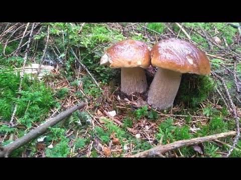 Видео: МІЙ РЕКОРД - 33кг. білих грибів🍄😃💪