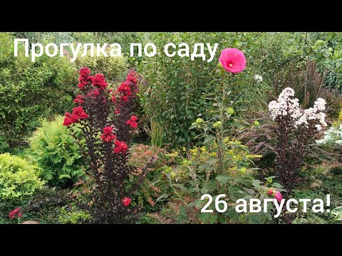 Видео: Переехали в Адыгею/Прогулка по нашему саду 26 августа/ Живем в Гиагинской/