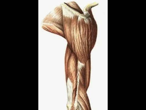 Видео: Иық, иық белдеу бұлшықеттері