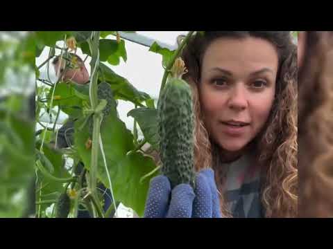 Видео: Будни беременяжки влог с Кубани Петровчанка Лера #garden #жизньзагородом #рецепты #огород #shorts