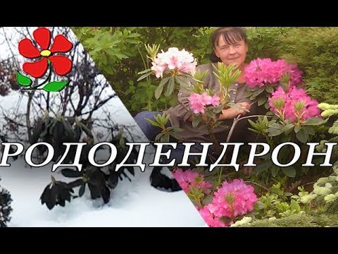 Видео: Секреты рододендрона. Вы этого не знали!