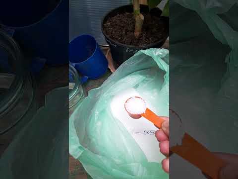 Видео: Хлороз
