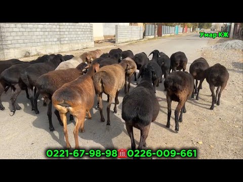 Видео: Оо 24 Баш Гиссар Койлор 8 Козу Сатылат🔥🚚✅👍