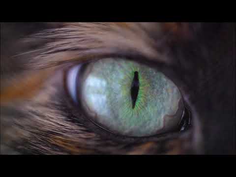 Видео: ВАШ ТОТЕМ - РЫСЬ