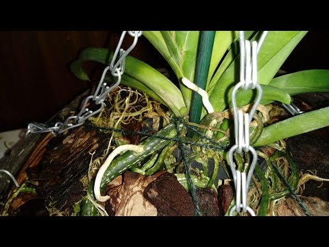 Видео: Орхидея Ванда |Полив |Кора GreenGardenPro
