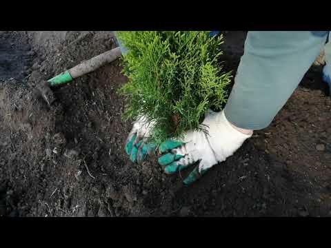 Видео: Как посадить ТУЮ осенью. Посадка туи, полив, советы от Евгении, выращивание туи