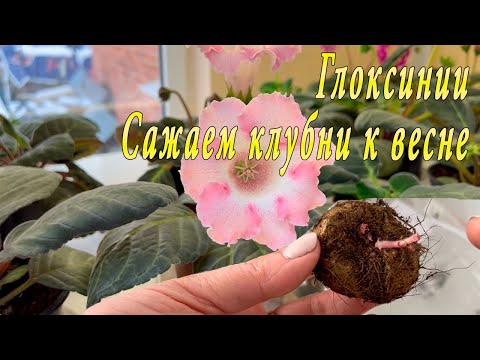 Видео: Глоксинии. Как сажать клубни?!