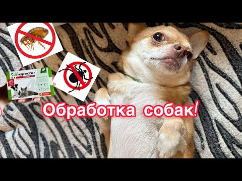 Видео: ЧЕМ Я ОБРАБАТЫВАЮ СОБАК в летний сезон?! Таблетки, ошейники и спреи. Чихуахуа под защитой!