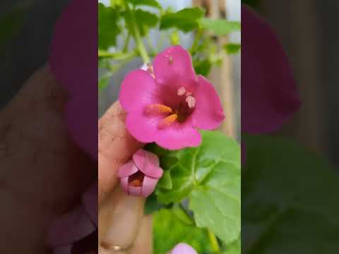 Видео: ОБЗОР ЦЕНЫ РАССАДА ЧАСТЬ 2