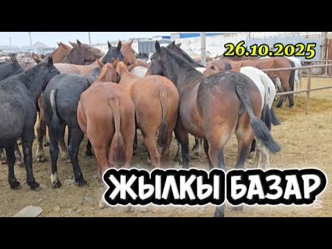 Видео: КОННЫЙ РЫНОК ТАРАЗ. 26.10.2025 МАЛ БАЗАР