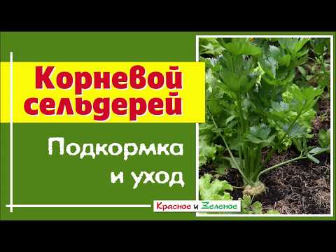 Видео: Корневой сельдерей. Подкормка и летний уход