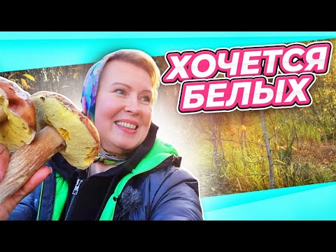 Видео: ОКТЯБРЬСКАЯ АНОМАЛИЯ | ОХОТА ЗА БЕЛЫМИ | СУП ИЗ БЕЛЫХ ГРИБОВ