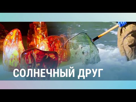 Видео: Солнечный друг: литовские секреты добычи янтаря