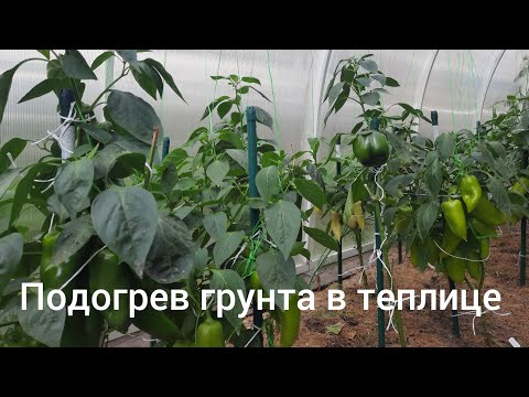 Видео: Подогрев грунта в теплице.Мои впечатления