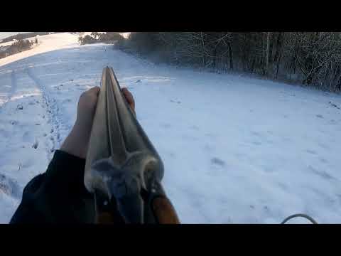 Видео: Охота на зайца с эстонской гончей. Открытие 2022 - 2023