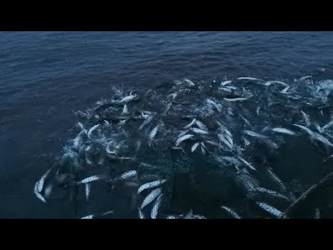 Видео: Ловим ряпушку закидным неводом