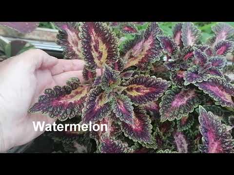 Видео: Колеусы продолжение обзора коллекции 31июля