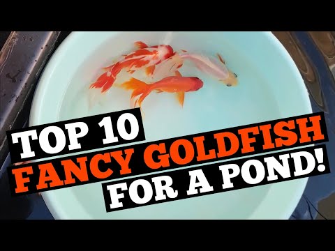 Видео: ТОП-10 КРАСИВЫХ ЗОЛОТЫХ РЫБОК ДЛЯ ПРУДА! - Могут ли декоративные золотые рыбки жить на открытом в...