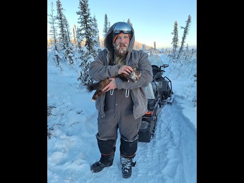 Видео: (Куницы повсюду) 40-мильная линия обитания волков и куниц