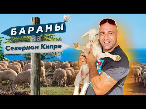 Видео: Бараны на Северном Кипре | Фермерство