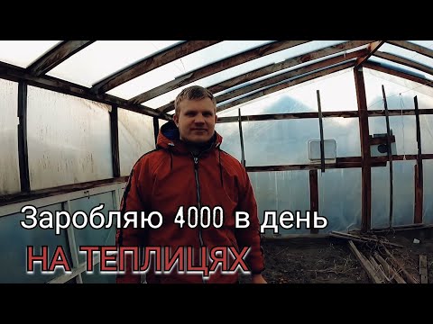 Видео: Секрети Тепличного Бізнесу на Поліссі...Продаж розсади Помідорів,Перцю і Капусти