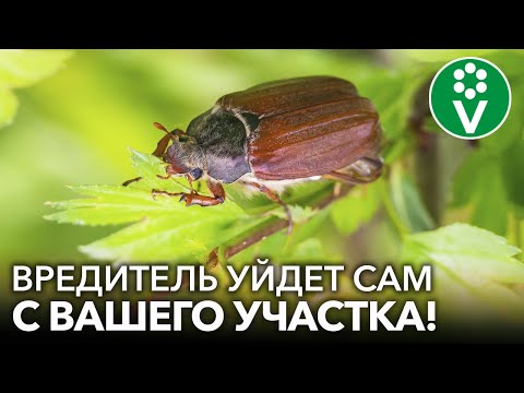 Видео: ИЗБАВЬТЕСЬ ОТ ЛИЧИНОК МАЙСКОГО ЖУКА С ГАРАНТИЕЙ! 3 работающих способа для борьбы с хрущами без химии