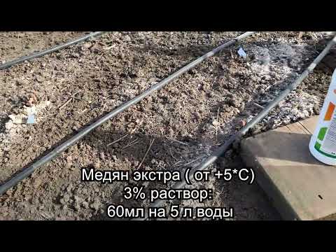 Видео: Ранневесенняя обработка пионов