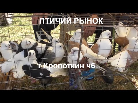 Видео: 30.08.20.Птичий Рынок г.Кропоткин ч6.08/30/2020. Bird Market, Kropotkin, part 6.