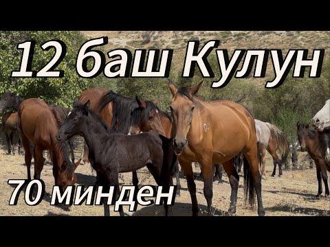 Видео: Оскондун уйуру 12 баш Кулундары сатылат 7 Эркек 29 августа 2025 г.