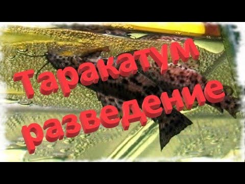 Видео: Таракатум. Содержание и разведение.