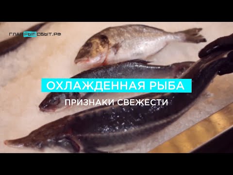Видео: Охлажденная рыба: признаки свежести