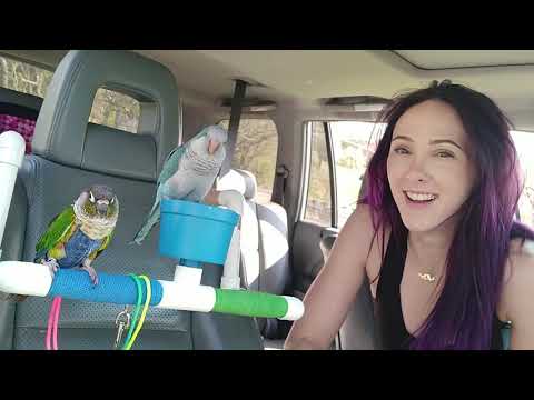 Видео: Каждому начинающему попугаю НУЖНЫ эти 4 самодельные жердочки для попугаев + (РОЗЫГРЫШ)