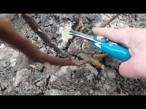 Видео: Весенняя обрезка роз. Срезала почерневшие побеги 27.03.21. Spring pruning of roses 03/27/21.