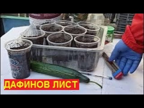 Видео: № 608   Как да си засадим Дафинов лист от семена и резници? - 24.02.2023 г.
