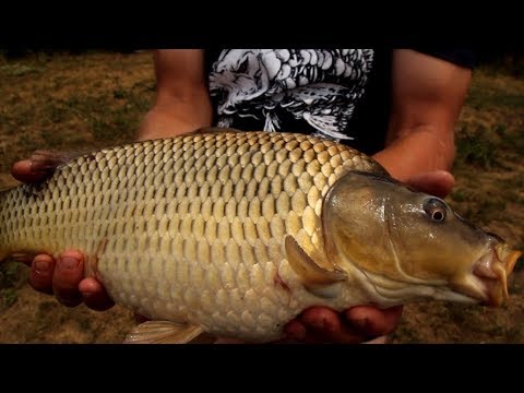 Видео: Ловля карпа и амура на тигровый орех. Утренняя раздача. + бонус