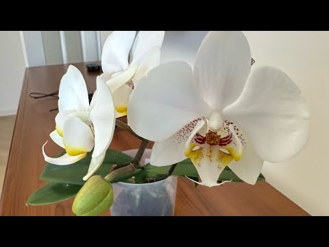 Видео: Мы справились! Пережили трудное лето. Сейчас растим все, что можно - листья, корни, цветоносы.