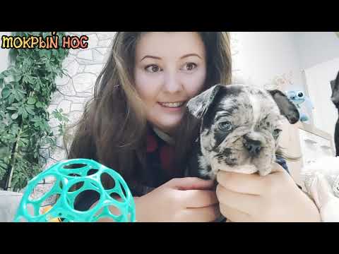 Видео: Почему уши не стоят? Как поставить / подклеить уши французскому бульдогу? Мокрый нос