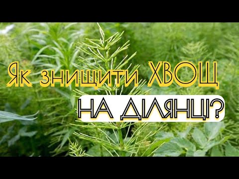 Видео: ТОП-3 Способи вивести Хвоща Польового з городу