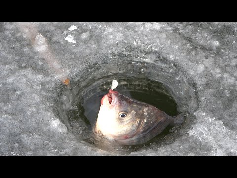 Видео: Карась зимою 2022 на поплавок!! Ловля карася на мормишку зимою! Зимова риболовля.