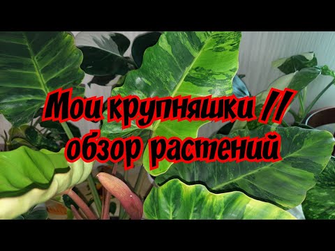 Видео: Мои крупняшки // обзор растений