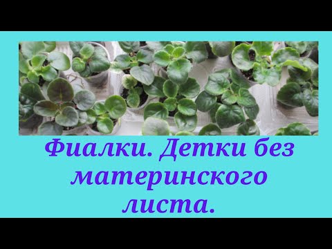Видео: Фиалки. Материнский лист сгнил, как дорастить детку.