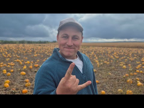 Видео: Дощ іде, а ми молотимо!😎